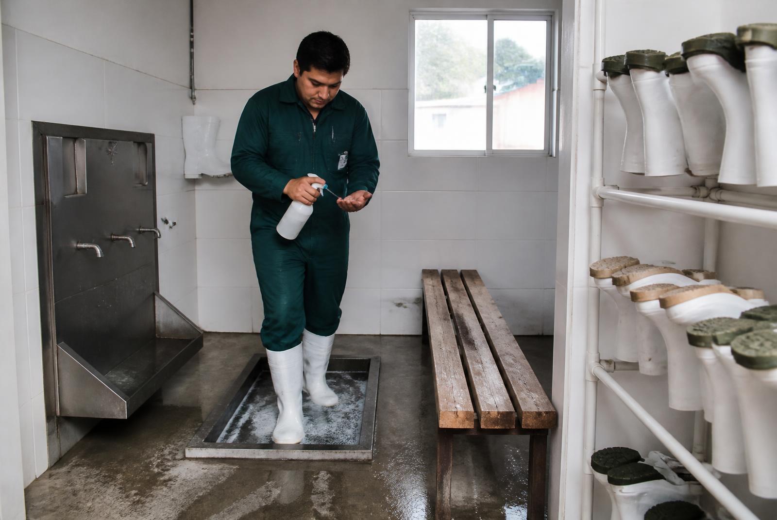 Trabajador desinfectando calzado en el vado sanitario del acceso controlado a la granja